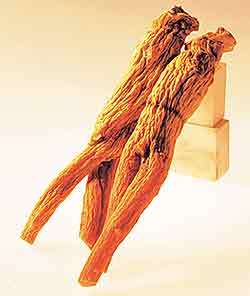 사진제공 한국인삼공사