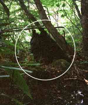 국립공원관리공단이 설치한 무인카메라에 10월 초 포착된 지리산의 야생 반달가슴곰. - 사진제공 국립공원관리공단