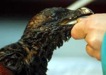 유조선 프레스티지호의 침몰로 기름을 뒤집어쓴 갈매기가 스페인의 야생동물 회복센터에서 치료를 받고 있다. - 라코루냐로이터뉴시스