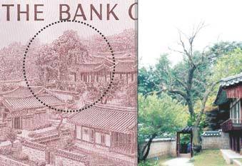 21일 밑동만 남기고 베어진 회화나무가 잎이 모두 떨어진 채 고사 상태로 서있다. 왼쪽 사진의 점선부분이 1000원권 지폐에 나오는 회화나무의 그림.동아일보 자료사진