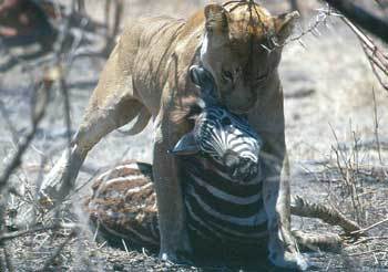 MBC창사 기념 특집 고화질(HD)다큐멘터리 '야생의초원-세렝게티'. 사자가 얼룩말을 잡아먹는 모습을 적나라하게 담았다. 사진제공 MBC