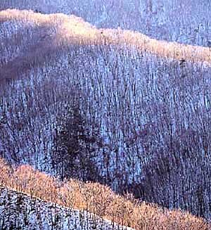 오대산 상원사에서 바라본 겨울 잡목숲