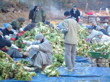 해인사에서는 이번에 5000여포기 김장을 했다.사진제공 무일스님