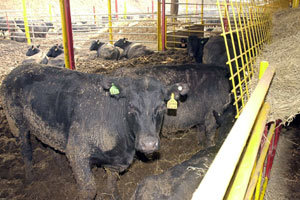 경기 화성시 태평목장에서 농민들의 반대로 사료를 구하지 못하자 호주에서 들여온 ‘블랙앵거스’종 소들이 볏짚을 먹고 있다.
