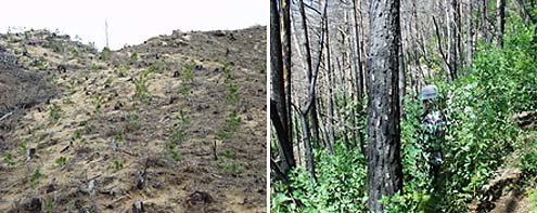 헐벗은 인공숲, 울창한 자연숲인공조림지(왼쪽)에서는 맨흙 사이로 심은 어린 소나무가 드문드문 자라고 있는 반면 방치한 자연복원지에서는 나무와 풀이 제법 울창하게 자라고 있다.사진제공 환경부