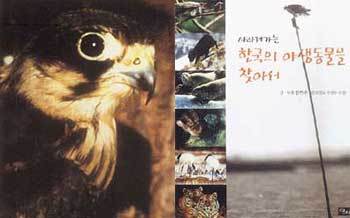 제비를 사냥하는 새홀리기.사진제공 당대(왼쪽사진)