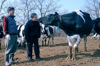 한국의 첫 복제소 ‘영롱이’가 오랫만에 만난 황우석 교수의 뺨에 입을 맞추고 있다. 옆에서 류기영 목장주가 영롱이를 바라고 있다. -화성=김상연 동아사이언스기자