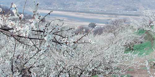 팍팍한 겨우나무에 함박 웃음머근 매화 꽃 피어나면 가지끝에 걸려 앙탈부리던 겨울도 꽃망울 터지는 소리에 놀라 강 너머로 달아나 버린다. 지난해 3월 중순 섬진강변 매화마을 청매실농원(광양시 다압면)의 매화꽃 풍경. 동아일보 자료사진