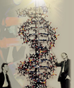 DNA 이중나선 모델 앞에 선 왓슨(왼쪽)과 크릭. -사진제공 동아사이언스