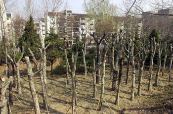 서울 서초구 반포2동에 위치한 서초구 나무은행. 3000여평의 땅에서 시민들이 맡기거나 기증한 나무 2400여 그루가 자라고 있다. 전영한기자