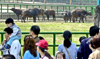 경기 과천시 서울대공원에서 초등학생인 김모군이 물소의 공격을 받아 중상을 입은 지 하루가 지난 6일 오후 이 공원을 찾은 관람객들이 사건 현장인 물소 우리 앞에서 물소 떼를 구경하고 있다.과천=권주훈기자