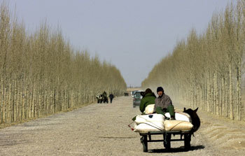 중국 네이멍구 나이만치에서 방풍림으로 둘러싸인 시골길을 한 주민이 당나귀 수레를 타고 이동하고 있다. -나이만치=전영한기자