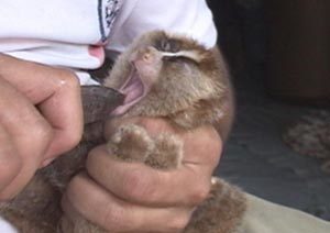 인도네시아 자카르타 야생동물 거래시장의 뒷골목. 애완용으로 둔갑시키기 위해 살아있는 원숭이의 이빨을 뽑아내고 있다. EBS 다큐멘터리 ‘CITES-종의 묵시록’ 중 한 장면. 사진제공 EBS