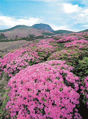 한국의 식물종 중 절반에 해당하는 1800종이 한라산에서 자생한다. 한라산의 산철쭉.사진제공 돌베개