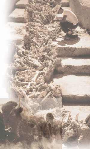 한 고고학자가 북아메리카의 '들소 도살 유적지' 에서 발견된 들소의 뼈를 조심스럽게 추려 내고 있다.(오른쪽) 고고학자들은 들소의 뼈를 통해 8500여년 전 북아메리카 원주민의 생활상을 추론해냈다. 사진제공 효형출판