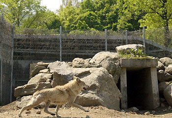 서울대공원 동물원에 마련된 늑대의 번식장. 사람이 나타나자 사랑을 나누는 데 방해가 된다고 생각했는지 늑대가 긴장한 모습으로 번식장을 돌아다니고 있다. -박주일기자