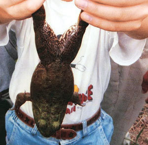 1990년대 중후반 왕성한 번식력으로 한국 자연 생태계를 뒤흔들었던 황소개구리. 다 자란 것 중 큰 개구리는 뒷다리 끝부터 머리까지의 길이가 60㎝나 된다. 동아일보 자료사진