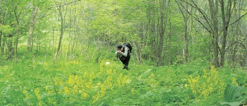 꽃은 자연의 시계. 이 시절 이 맘때면 어김없이 우리 들꽃이 예쁜 꽃을 피운다. 그 꽃보며 걷는 분주령 숲길. 그 끝에는 한강에 샘솟는다. 조성하 기자