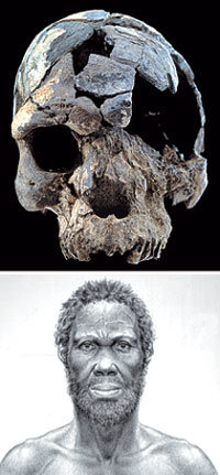 에티오피아에서 발견된 최초의 호모 사피엔스 두개골 화석(위). 두개골을 토대로 복원한 최초 현생 인류. 현대인과 거의 모습이 같다(아래).-사진제공 캘리포니아대(버클리)
