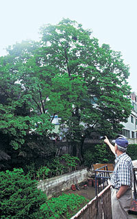 서울 중구 필동의 한 주민이 마을의 300년 이상 된 느티나무를 가리키고 있다. -이종승기자