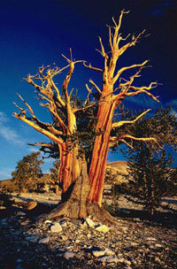 세계에서 가장 오래된 나무로 알려진 미국 캘리포니아 소재 브리슬콘 소나무(일명 므두세라).-사진제공=아메리칸포커스