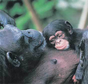 침팬지 사회에서 엄마는 생후 석달 동안 아기 침팬지를 잠시도 떼어놓지 않고 돌봐준다. ‘아유무’를 껴안고 있는 ‘아미’의 모습에서 진한 모정이 느껴진다. 사진제공 궁리