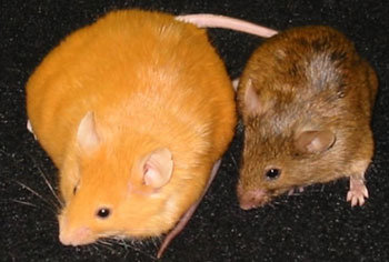 영양제를 먹은 어미는 갈색쥐(오른쪽)를 낳았고 영앙제 없이 음식만 먹은 어미는 노란쥐(왼쪽)를 낳았다. -사진제공 듀크대