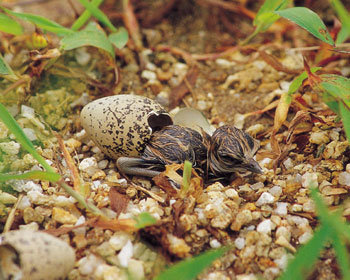 알에서 막 부화한 새끼 흰물떼새. 번식기가 지났기 때문에 사람으로 치면 늦둥이다. -인천=김용해기자