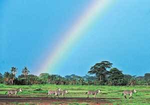 케냐 암모셀리 국립공원에서 얼룩말 무리가 초원을 가로질러 이동하고 있다. 비가 온뒤 커다란 무지개가 떴다. 여행전문가들은 이 공원에서 보는 킬리만자로가 가장  멋있다고 말한다. 동아일보 자료사진