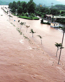 수도권과 강원지역 등에 집중호우가 내린 24일 경기 연천군 한탄강 유원지 일대에 강물이 넘치면서 길이 사라지고 가로수만 수면 위로 드러나 있다. -연천=원대연기자