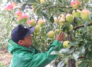 27일 충북 음성군 석산농장의 주인 손근목씨가 비가 오는 가운데 가지치기를 하고 있다. 추석이 2주 앞으로 다가왔지만 일조량이 부족해 대부분의 사과는 색깔이 푸르다. 박형준기자