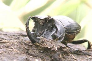 쇠똥구리의 생태를 다룬 KBS1 ‘환경스페셜’. 뿔쇠똥구리가 쇠똥을 파고 땅 속으로 들어가려 하고 있다. 사진제공 KBS