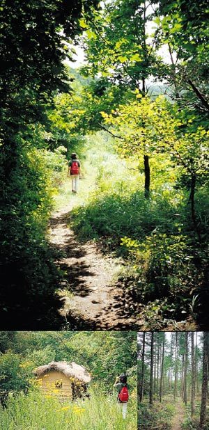 원시림에 둘러싸인 새이령. 계곡 주변에 흐드러지게 핀 야생화 군락과 진흙집.