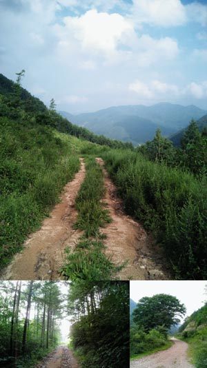 말구리재 정상에서 바라본 풍경. 간간이 섞여 있는 침엽수림.