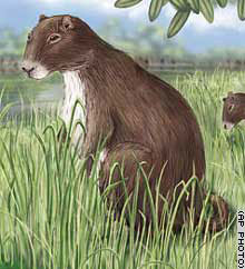 800만년 전에 살았던 황소만 한 쥐의 상상도. -사진제공 사이언스