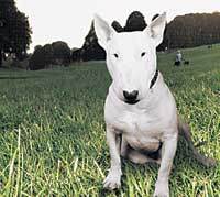 쉐라톤워커힐호텔 '애견파티'