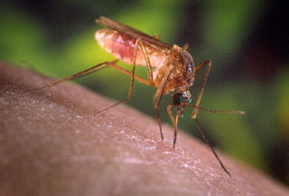 현재 미국에서 웨스트나일 바이러스를 사람들에게 옮기고 있는 모기의 한 종류. -사진제공 미국 CDC