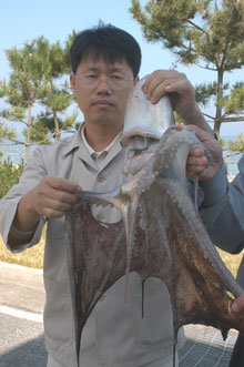 8일 동해수산연구소의 한 연구사가 문어도 오징어도 아닌 정체불명의 물고기를 들고 서 있다. -강릉=경인수기자