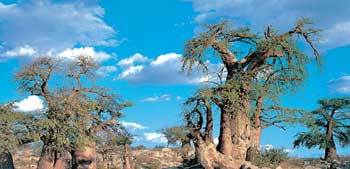 아프리카 보츠와나 크흐부 섬의 바오밥나무들. 오래된 바오밥 나무들은 대개 속이 비어 있어 나이를 알아낼 수가 없다. 사진제공 넥서스북스