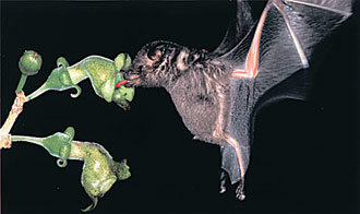 꽃에서 반사되는 자외선을 인식하는 꿀먹이박쥐. -사진제공 독일 막스플랑크연구소