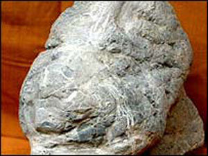 인류역사상 가장 오래된 예술품으로 추정되는 인간 머리 조각.  -자료 BBC
