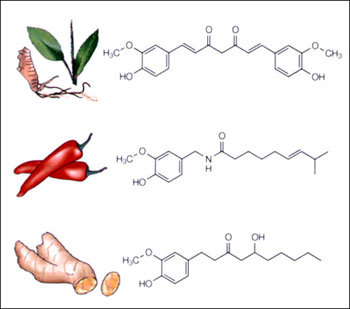 카레 원료인 심황(울금)의 커큐민, 고추의 캅사이신, 생강의 진저롤은 화학구조가 비슷하다. 공통적으로 육각형의 벤젠고리에 수산기(OH-)가 붙어있다. -사진제공 네이처리뷰