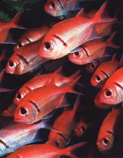 물고기를 비롯해 121종의 수중동물이 체구에 따라 성이 전환된다는 연구결과가 발표됐다. -동아일보 자료사진