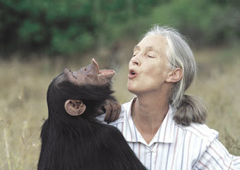 40여년 동안 침팬지들과 함께 생활해 온 제인 구달 박사가 2000년 케냐의 제인구달연구소에서 부모를 잃은 어린 침팬지를 위로하며 함께 노래를 부르고 있다. -사진제공 마이클 노이게바우어