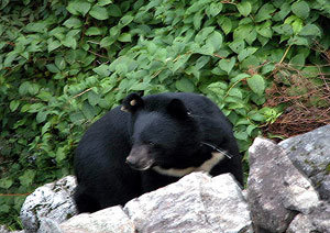 2001년 지리산에 방사된 반달가슴곰이 3여년만에 성숙한 모습을 보였다. SBS는 지리산 반달곰 복원 프로젝트를 10년 동안 장기 자연 다큐로 제작하고 있다. 사진제공 SBS