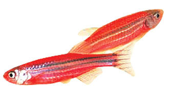 낮에는 붉은 색을 띠고 밤에 자외선을 비추면 밝게 빛나는 유전자조작 열대어. -사진제공 요크타운 테크놀러지