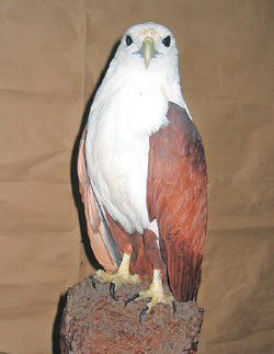 국내에서 처음 확인된 열대지방의 흰머리솔개. -사진제공 서울사랑