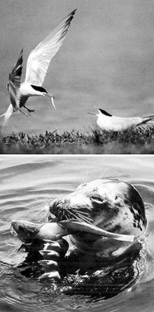 독일의 슐레스비히홀슈타인 갯벌은 각종 새와 바다표범의 보금자리이다. 알을 품고 있는 암컷에게 먹이를 물어 나르는 수컷 수오리(위)와 사냥한 물고기를 먹고 있는 바다표범의 모습. -동아일보 자료사진