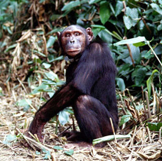 최근 정액의 비밀이 유전자 차원에서 밝혀진 침팬지. -사진제공 사이언스