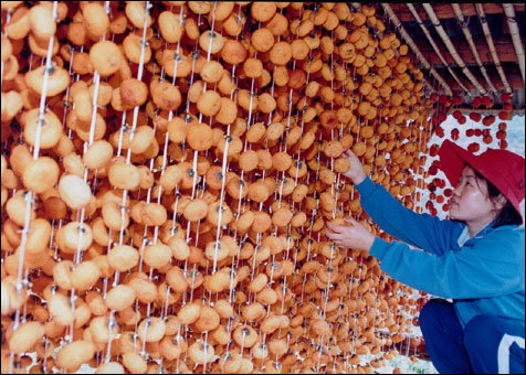 충북 영동군의 한 농가에서 곶감말리기가 한창이다.[사진제공=영동군]